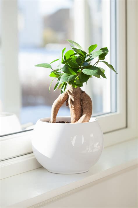 So, to take care of a juniper bonsai you should: How to Take Care of a Bonsai Tree—for Beginners!