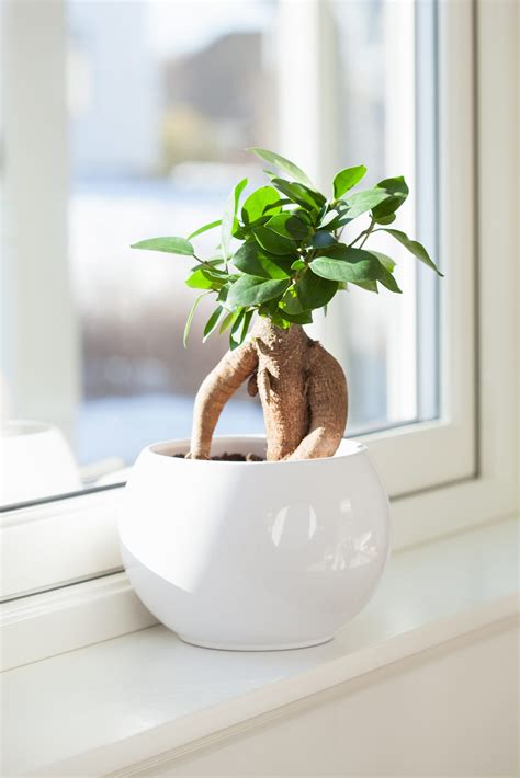 Do your primary pruning—the removal of branches—during the. How to Take Care of a Bonsai Tree—for Beginners!