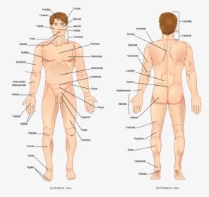 The part of the body in humans between the ribs and the hips. Transparent Human Body Parts Clipart - Human All Body ...