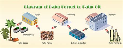 Other uses include cancer and high blood pressure, but there is no good scientific evidence to support these uses. How to start a palm oil processing business in nigeria ...