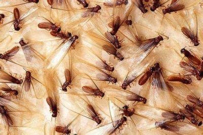 Arizona pest control provides pest control, termite control, and exterminator services in tucson, az. Termite Treatment Tucson - Termites Info