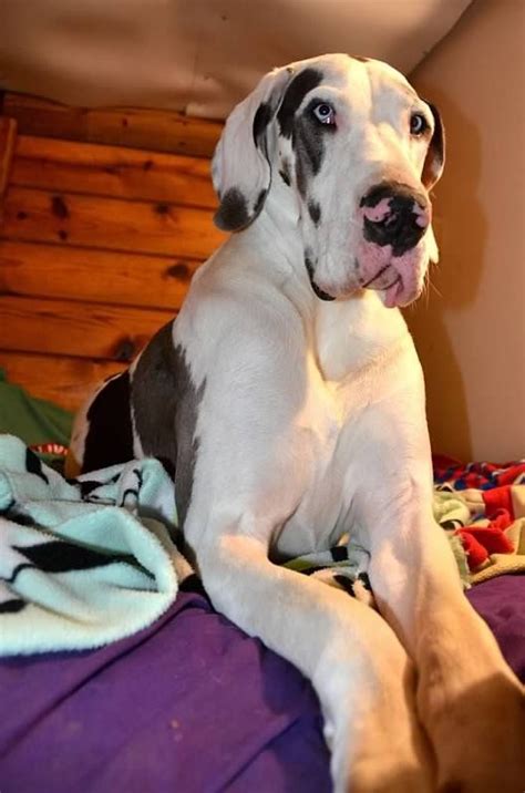 Adopt great dane dogs in illinois. Service Dog Project Photos & Videos | Great dane dogs ...