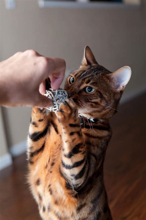 What are the differences between bengal cats and other tabby cats? Bengal Cat Breeders Colorado - Baby Bengal Kitten