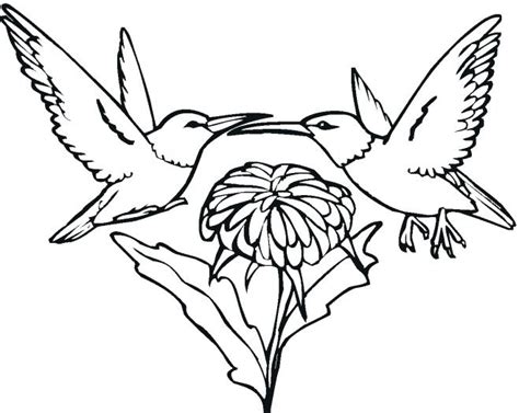 Push pack to pdf button and download pdf coloring book for free. Hummingbird And Flower Coloring Pages at GetDrawings ...