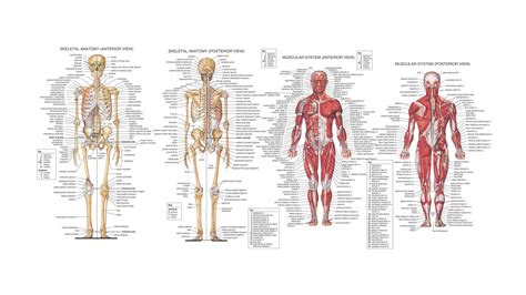 In the human body, there are five vital organs that people need to stay alive. human anatomy back view organs - ModernHeal.com