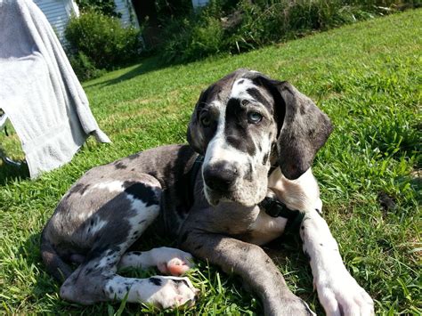 This great dane puppy was born.green! Merle Great Dane Puppies Colorado - Animal Friends