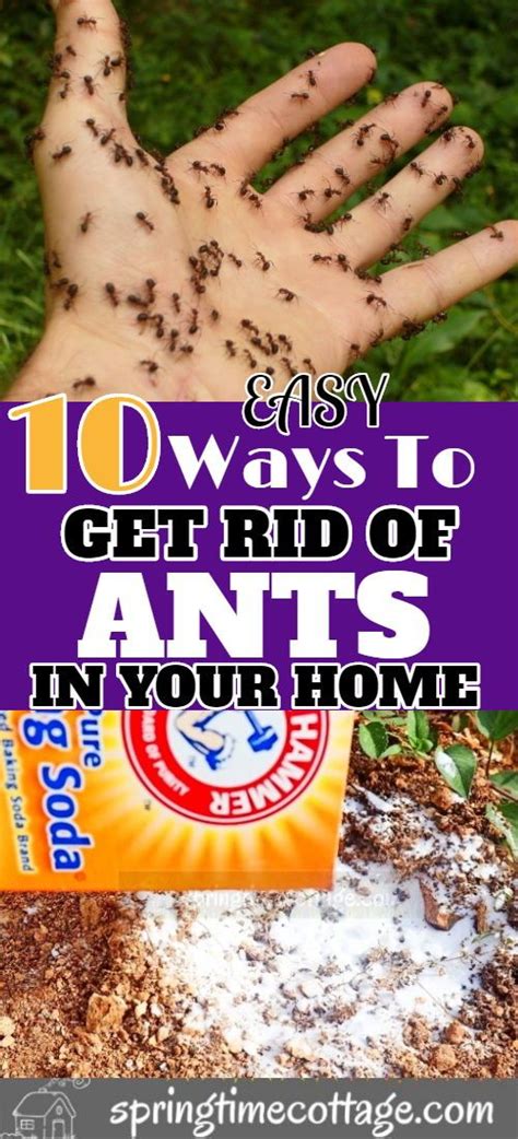 Spray a mixture of 1 part vinegar and 3 parts water to destroy any scent trails. 10 Ways To Get Rid Of Ants Naturally | Get rid of ants ...