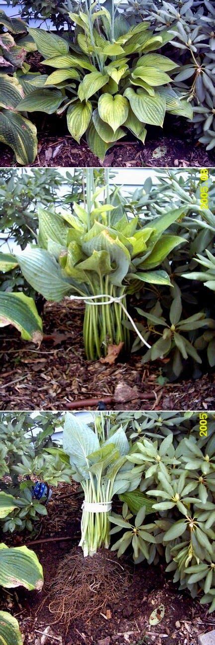 The best times to plant hostas are when they are actively making new roots, in the spring after the first flush of leaves has hardened off and in late summer once the hottest weather is past. How to transplant hostas #Gardening | Hosta plants, Plants ...