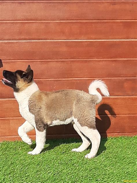 The akita is a large breed of dog originating from the mountainous regions of northern japan. Süper Kalite American Akita Inu Yavrularimiz - 240755 ...