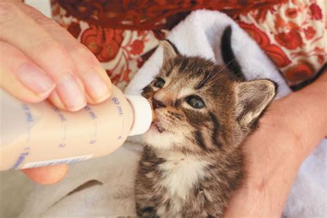 When feeding a complete and balanced diet, it is unnecessary to give a vitamin or mineral supplement unless a specific deficiency is diagnosed by a veterinarian. Your Guide to Bottle Feeding Kittens | Feeding kittens ...