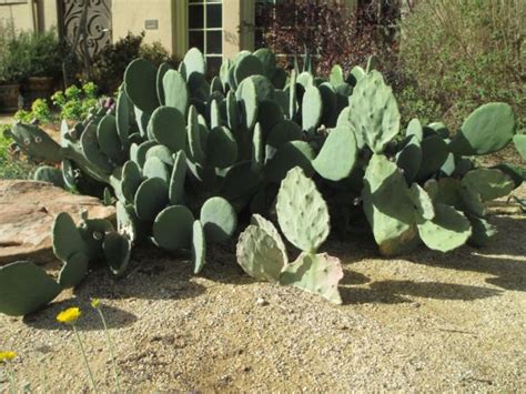 Maybe you would like to learn more about one of these? Cram-it: El Paso Edition | Plants, El paso, Patio area