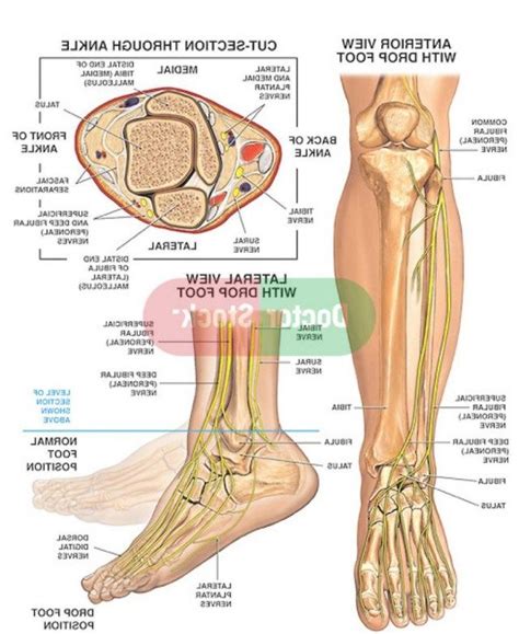 Both tendons and ligaments are dense regular connective tissue, because of its two properties: Human Anatomy Leg Tendons . Human Anatomy Leg Tendons ...