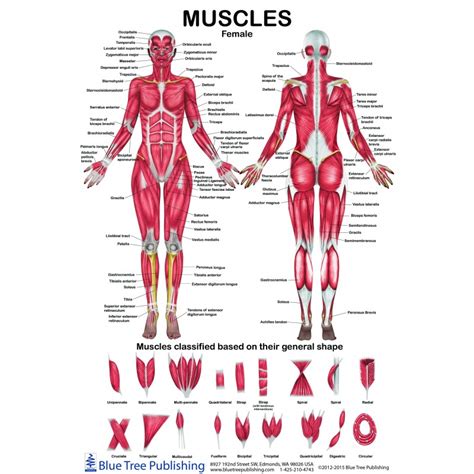 Deltoid muscle (superficial back & scapular). Female & Male Muscle Anatomical Chart