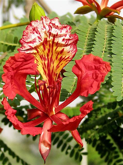 Delonix regia is a species of flowering plant in the bean family fabaceae, subfamily caesalpinioideae native to madagascar. Pin on Blossoms