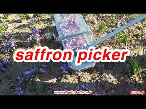 In the future, a machine will make selective harvesting possible fully automatically. Saffron flower harvesting machine - YouTube