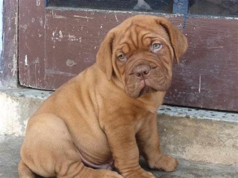 It's free to post an ad. French Mastiff Puppies For Sale Near Me | PETSIDI