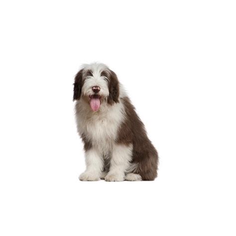 Welcome to greenfield puppies' english bulldog puppies page! Old English Sheepdog Puppies - Petland Frisco, TX