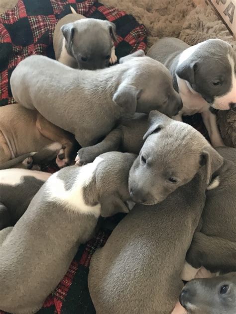 1 male italian greyhound puppy left. Italian Greyhound Puppies For Sale | Newport Beach, CA #323474