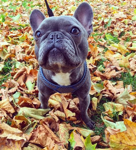 As expected, the rarer colors such as blue, lilac, and chocolate the average price of a french bulldog ranges from $1,500 to $8,000. Blue French Bulldogs - Breed Information, Price, Facts ...