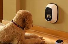 camera dog cameras petchatz pets