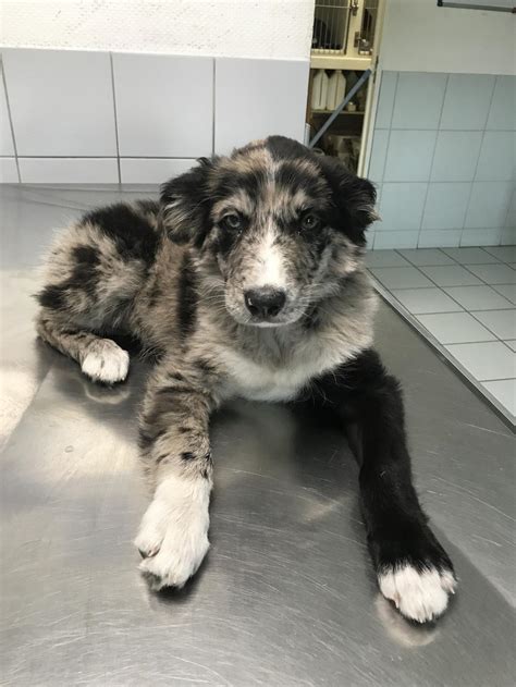 The line that separates one area, state, or country from another; PAYLA jeune border collie sur actuanimaux | SPA Hautes-Alpes