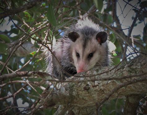 We're local exterminators near you for bugs like ants, mosquitoes, mice, fleas, roaches, and flying pests. Columbia SC Wildlife Control Winter Opossum & Rat Control ...