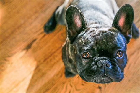 French bulldogs have a tendency to contract eye issues. French Bulldog Barking: How Much Do These Flat-Faced Pups ...