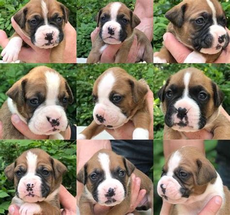 Boxer puppies, akc, flashy fawns and solid whites, three females, five males, akc registered and will be ready march eleventh. Boxer Puppy for Sale - Adoption, Rescue for Sale in ...