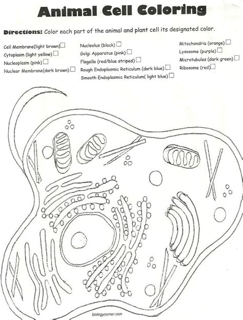 Animal cell anatomy activity key. Animal Cell Coloring Page Az Coloring Pages For Animal ...