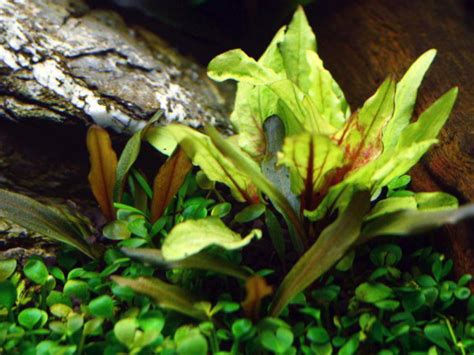 Crypt wendtii green is one of the easiest varieties of crypts to grow and is great for beginners. Cryptocoryne wendtii var. "Green Gecko"/ Криптокорина ...