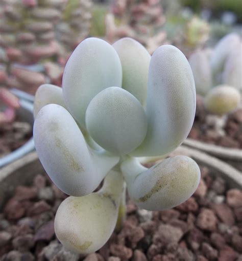 Silver bracts, silverbracts, moon stones, moonstones. Pachyphytum bracteosum - Cactus Jungle