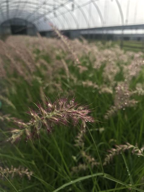 The flowers are excellent for cutting. Pennisetum orientale 'Karley Rose' PP12909