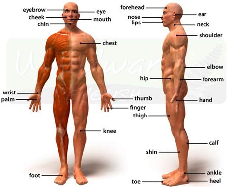Each body part is written in both english and urdu text as well an image of the body part. INTERNAL BODY ORGANS