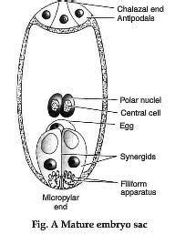 In the monosporic embryo sac, out of the four megaspores, one megaspore at the chalazal end this type is also called polygonum type. Rusty's Bio-zone: SEXUAL REPRODUCTION IN FLOWERING PLANTS