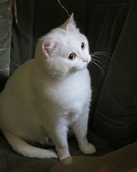 Apr 19, 2021 · camellia. Top 55 Best Male White Cat Names | PetPress