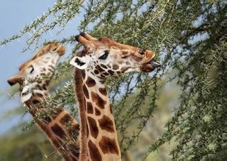 Can giraffes sit down, what do giraffes eat, how do they drink, how fast can they run, what sounds do they make, and more. What Do Giraffes Eat?