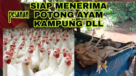 Pemilihan bibit dan calon induk 1.12 12. Bersedia menerima pesanan potong AYAM dll. - YouTube