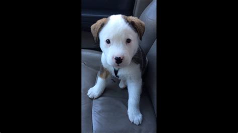 Exhaling pushes it up to help clear the air out of the lungs. Adorable Puppy Has The Hiccups For The First Time - His Reaction Instantly Goes Viral | Yep Dogs