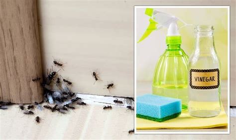 Maybe you would like to learn more about one of these? How to get rid of ants - natural methods to remove ants ...