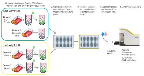 Mixed lymphocyte reactions using lymphocytes from mice deficient in specific ep receptors have shown that while the antiproliferative effect is primarily mediated by the ep2 receptor the ep4 receptor. Mixed Lymphocyte Reaction - Intellicyt