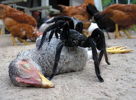 Fafy siqueira fala sobre a importância de golias em sua carreira. Conheça Aranha-Golias A Comedora De Pássaros ...