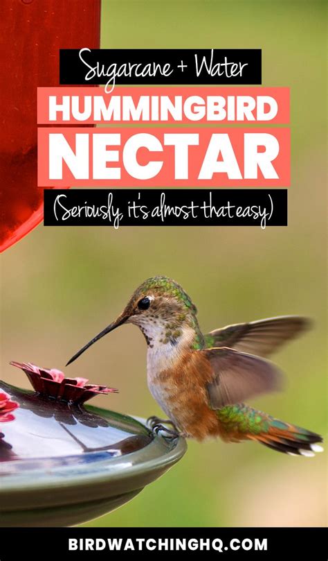 Use the following hummingbird nectar recipe to fill your hummingbird feeder. The 2021 Hummingbird Food Guide (Easy Nectar Recipe + FAQ ...