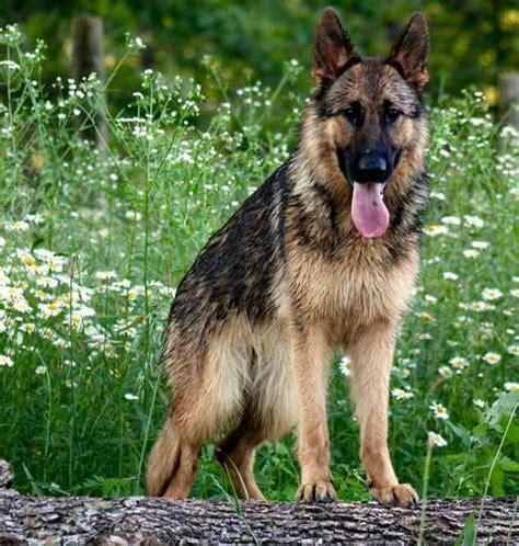 How often should your golden retriever go to the vet? How Often Should You Bathe A German Shepherd | PETSIDI