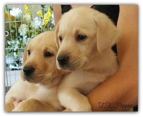 His energy level is on the high side, so he will need a family…. Labrador Retriever puppies for Sale in Oregon City, Oregon ...