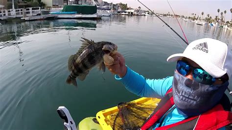 Usually one bag is good enough to last the fishing day. Bay Bass and Halibut Fishing on a Float Tube - YouTube