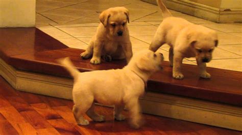 Algunos perros comen sus heces. Perros Labradores Retriever jugando - YouTube