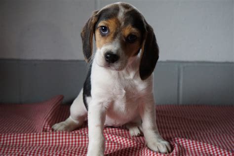 Find your new companion at nextdaypets.com. 63+ Akc Beagle Puppies For Sale In Ohio - l2sanpiero