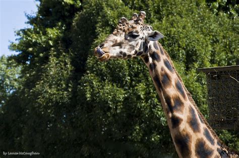 Cheeky giraffe poking out its tongue. Giraffe Poking Tongue | Giraffe Poking Tongue. Taken with ...