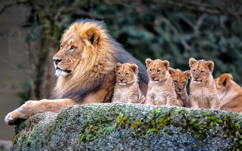 Fill in the correct word:(заполни пропуски верным словом) sharp, lion, wild, dangerous, fur, elephants, wing, crocodile, legs, leopard. Download Best Lion Animal Wallpaper 4 Wallpapers & Images ...