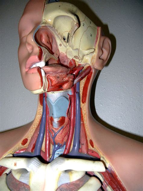 There is an increased risk of peripheral artery disease among type 2 diabetes patients. Arteries and Veins of the Head and Neck | biologycorner ...